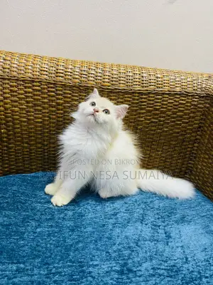 1-3 Months Male Purebred Persian