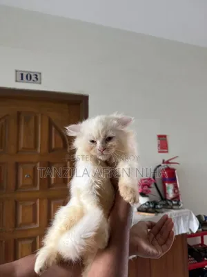 1-3 Months Male Purebred Persian