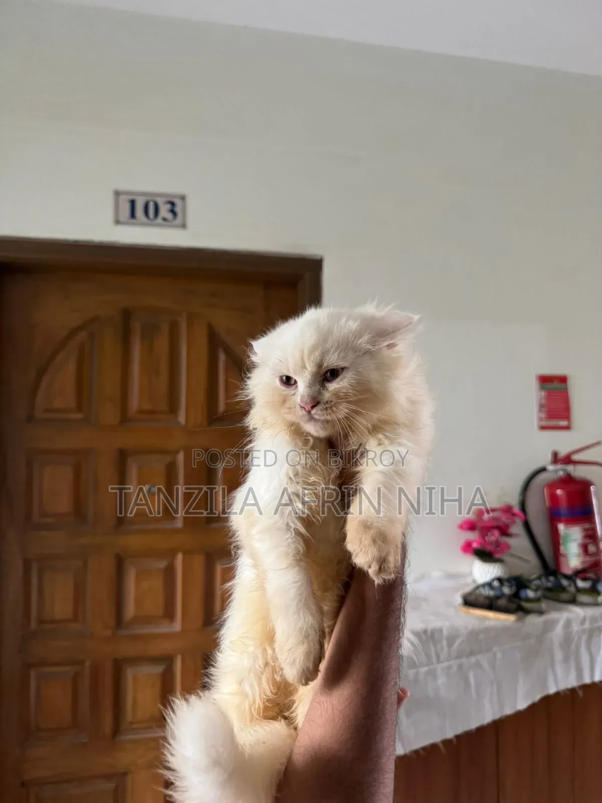 1-3 Months Male Purebred Persian