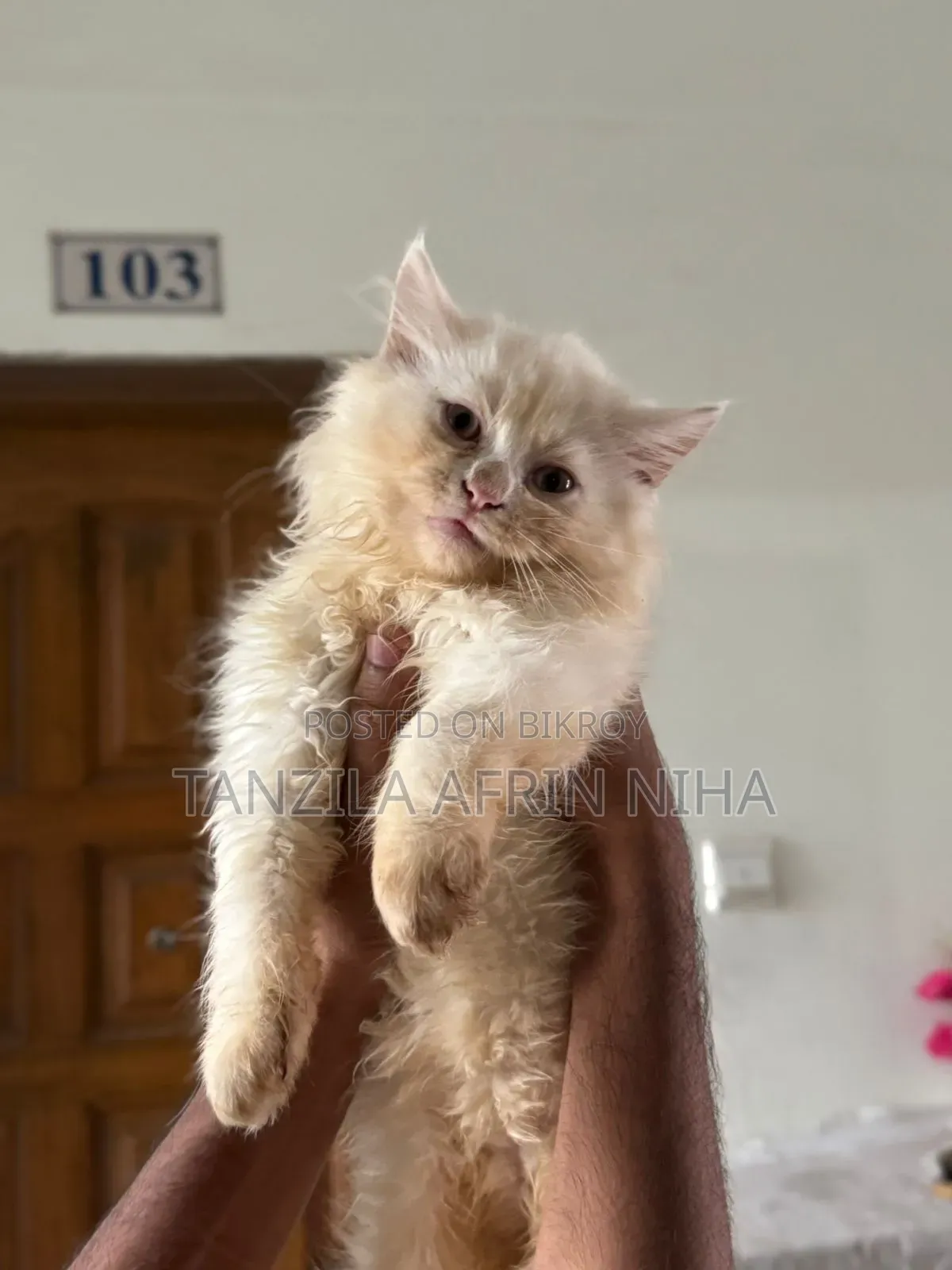 1-3 Months Male Purebred Persian