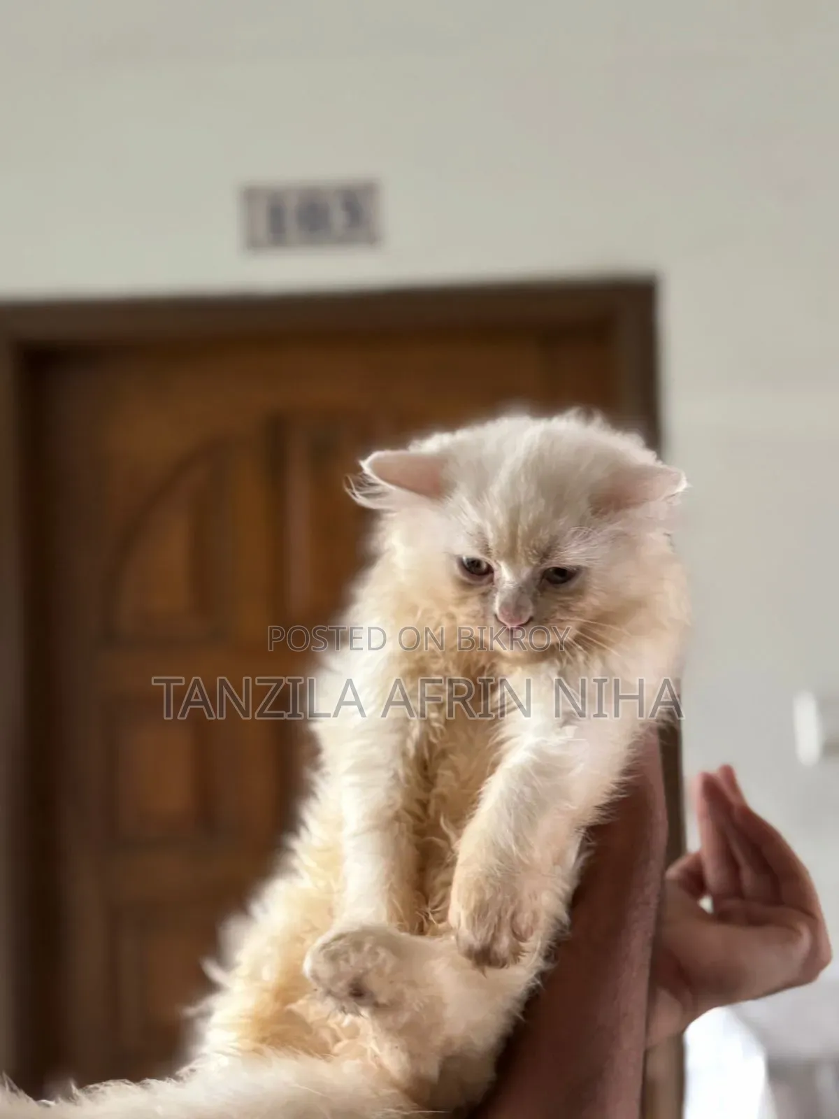 1-3 Months Male Purebred Persian