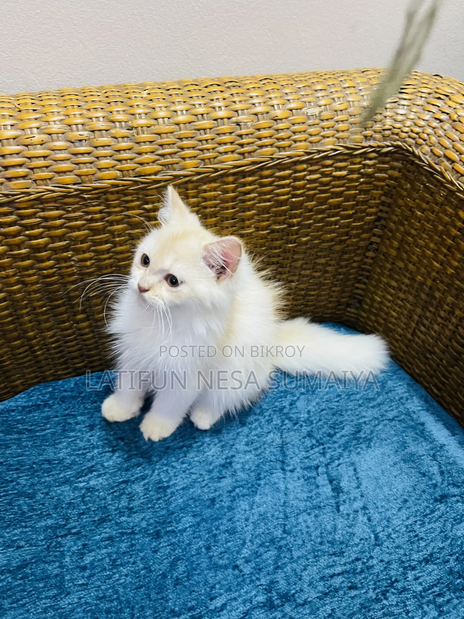 1-3 Months Male Purebred Persian