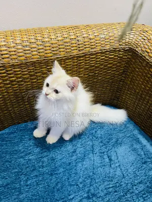 1-3 Months Male Purebred Persian
