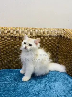 1-3 Months Male Purebred Persian