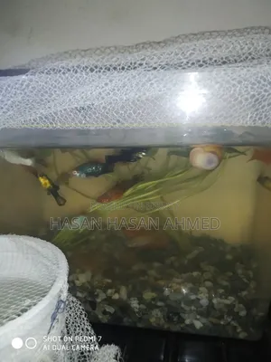 Molly Fish Bangladesh