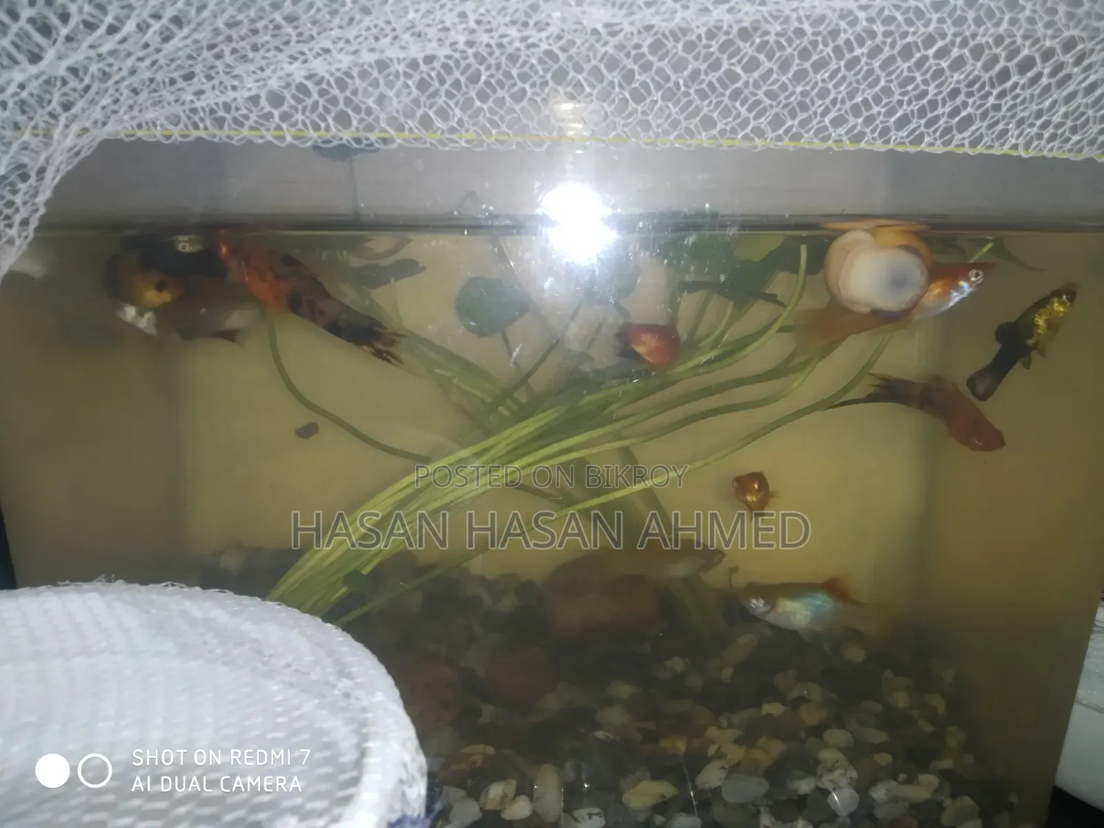 Molly Fish Bangladesh