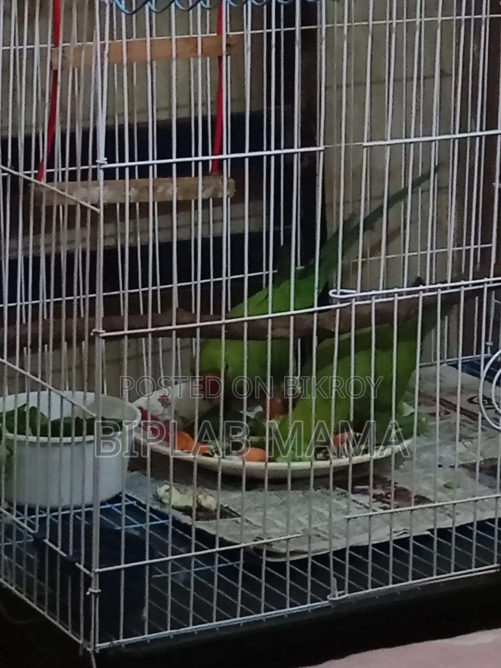 Selling Because I Cannot Give It Time. Has Male and Female. Not Tamed