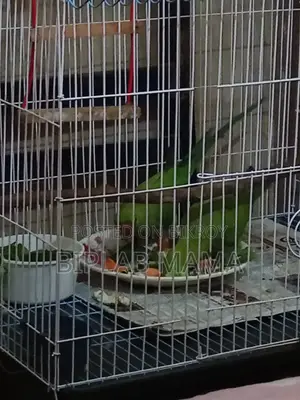 Selling Because I Cannot Give It Time. Has Male and Female. Not Tamed