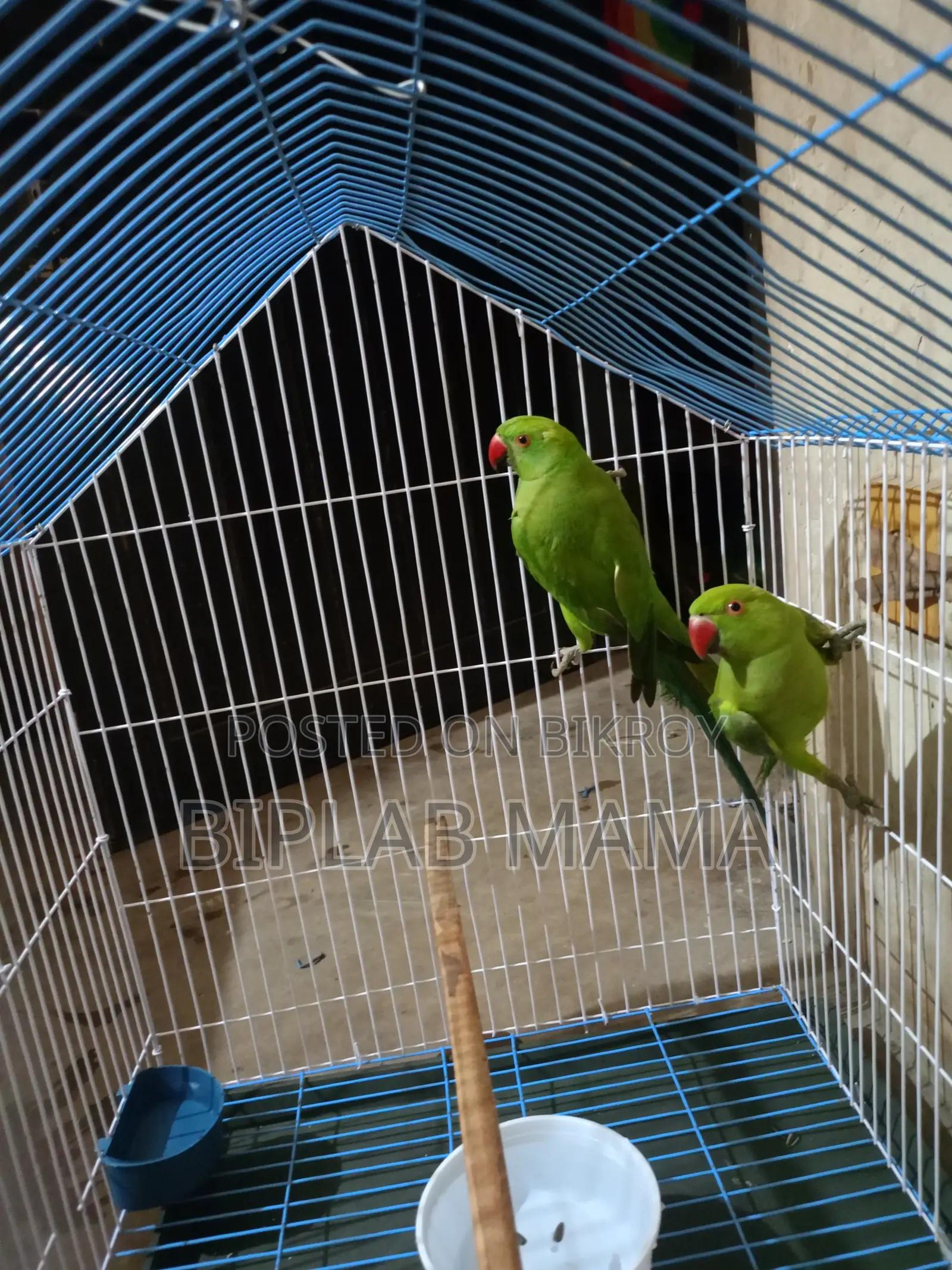 Selling Because I Cannot Give It Time. Has Male and Female. Not Tamed