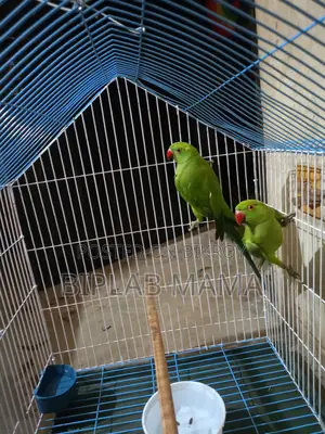 Selling Because I Cannot Give It Time. Has Male and Female. Not Tamed