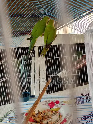 Selling Because I Cannot Give It Time. Has Male and Female. Not Tamed