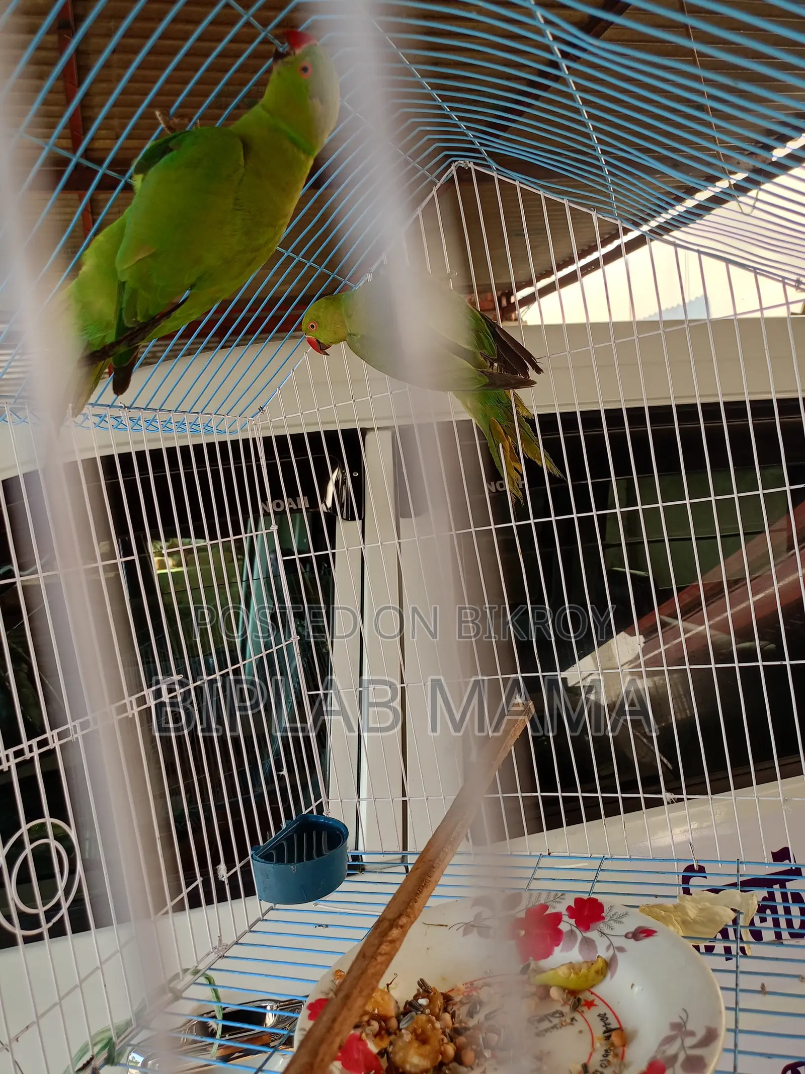 Selling Because I Cannot Give It Time. Has Male and Female. Not Tamed