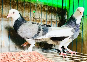 Gorrah Pigeon