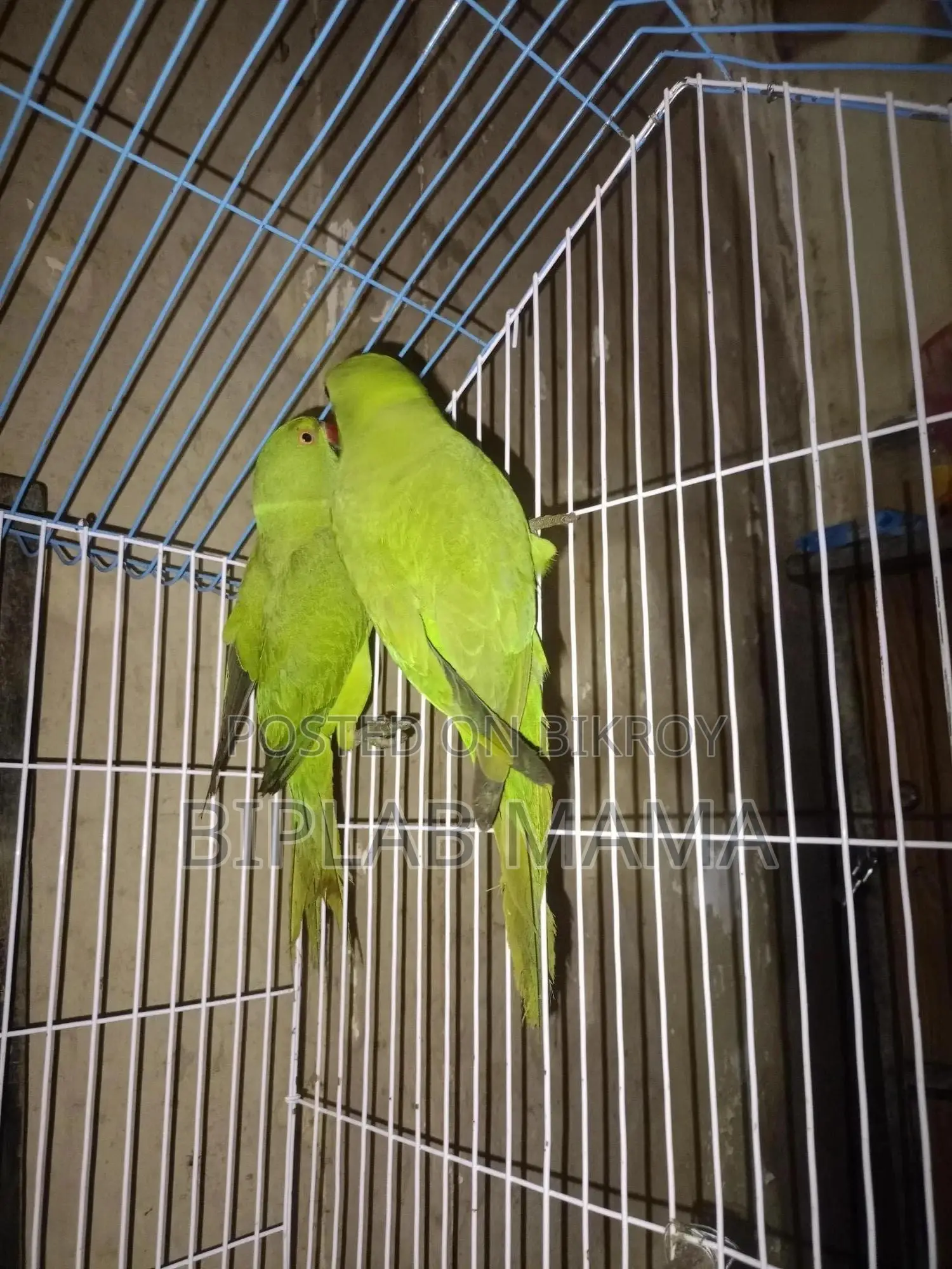 Selling Because I Cannot Give It Time. Has Male and Female. Not Tamed