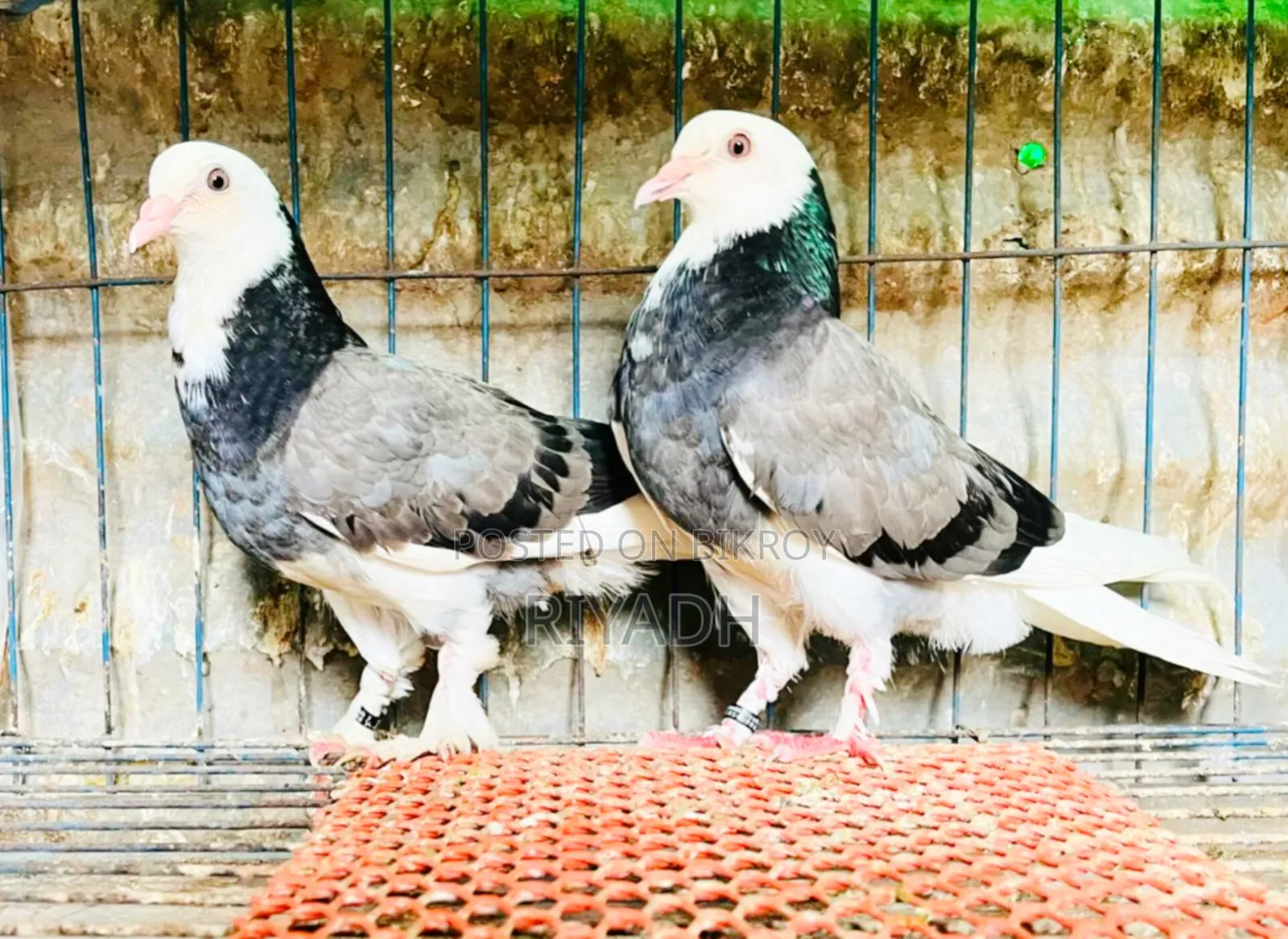 গররা কবুতর