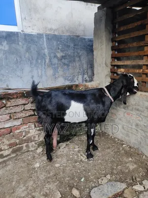 গাভিন ছাগল