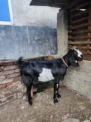 গাভিন ছাগল