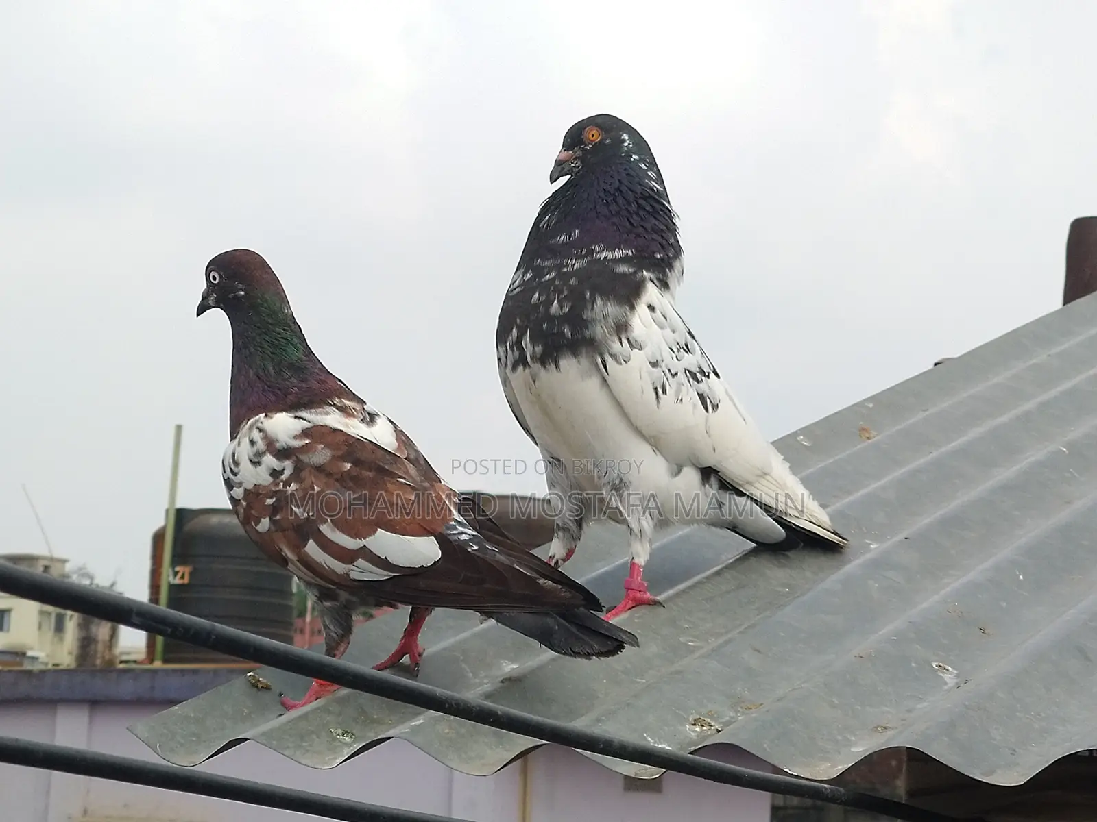 5 Pairs of Running Pigeons