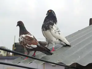 5 Pairs of Running Pigeons