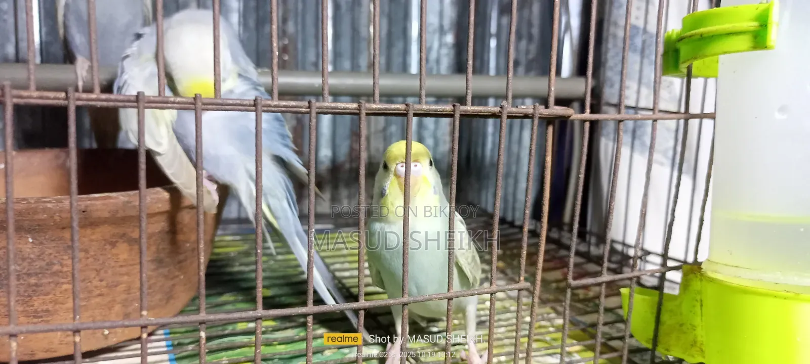 Rainbow Budgerigar