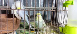 Rainbow Budgerigar