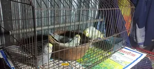 Rainbow Budgerigar