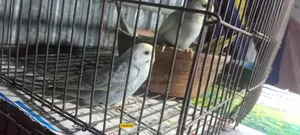 Rainbow Budgerigar