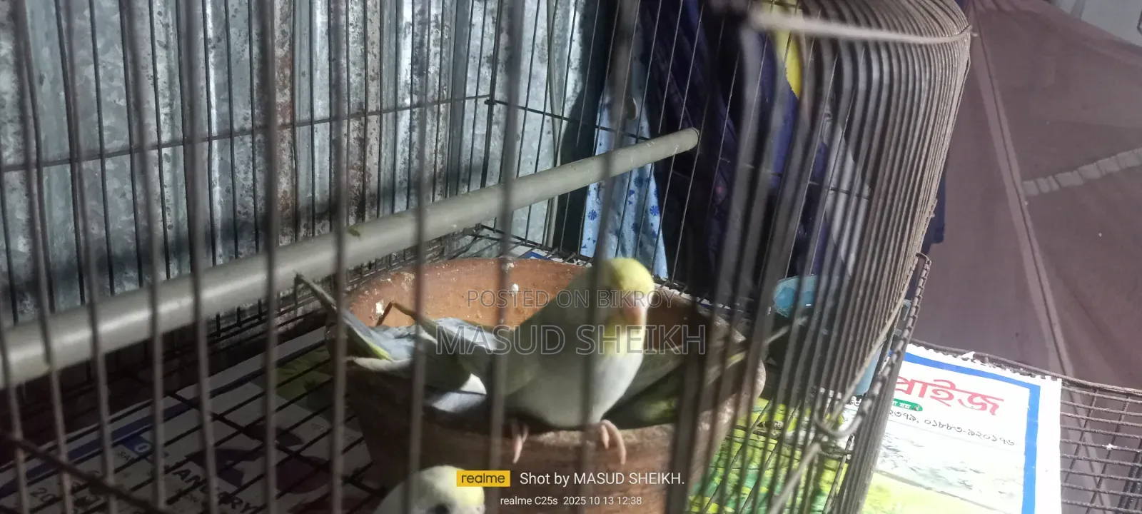 Rainbow Budgerigar