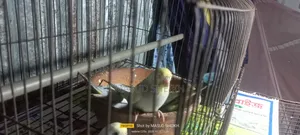 Rainbow Budgerigar