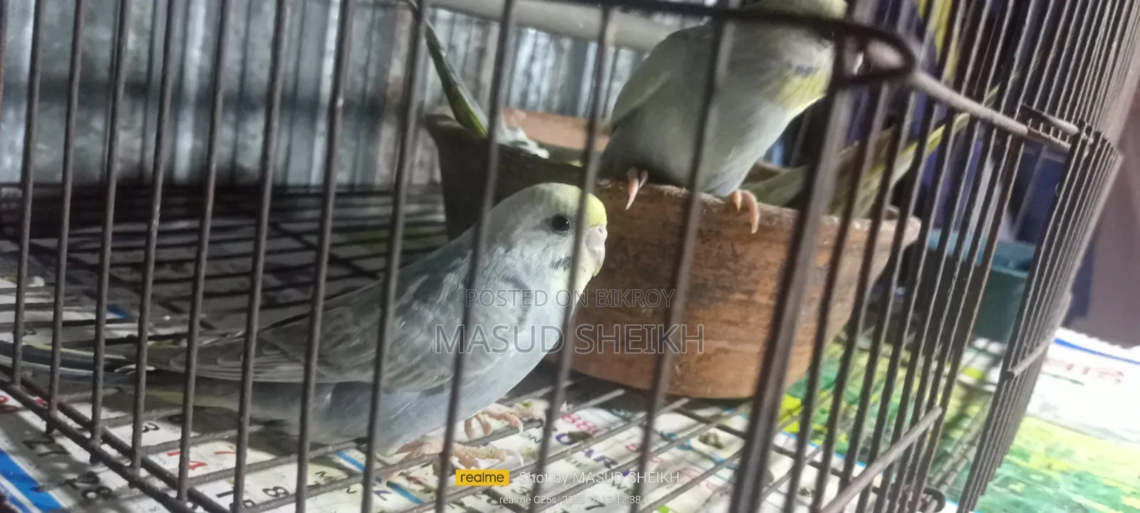 Rainbow Budgerigar