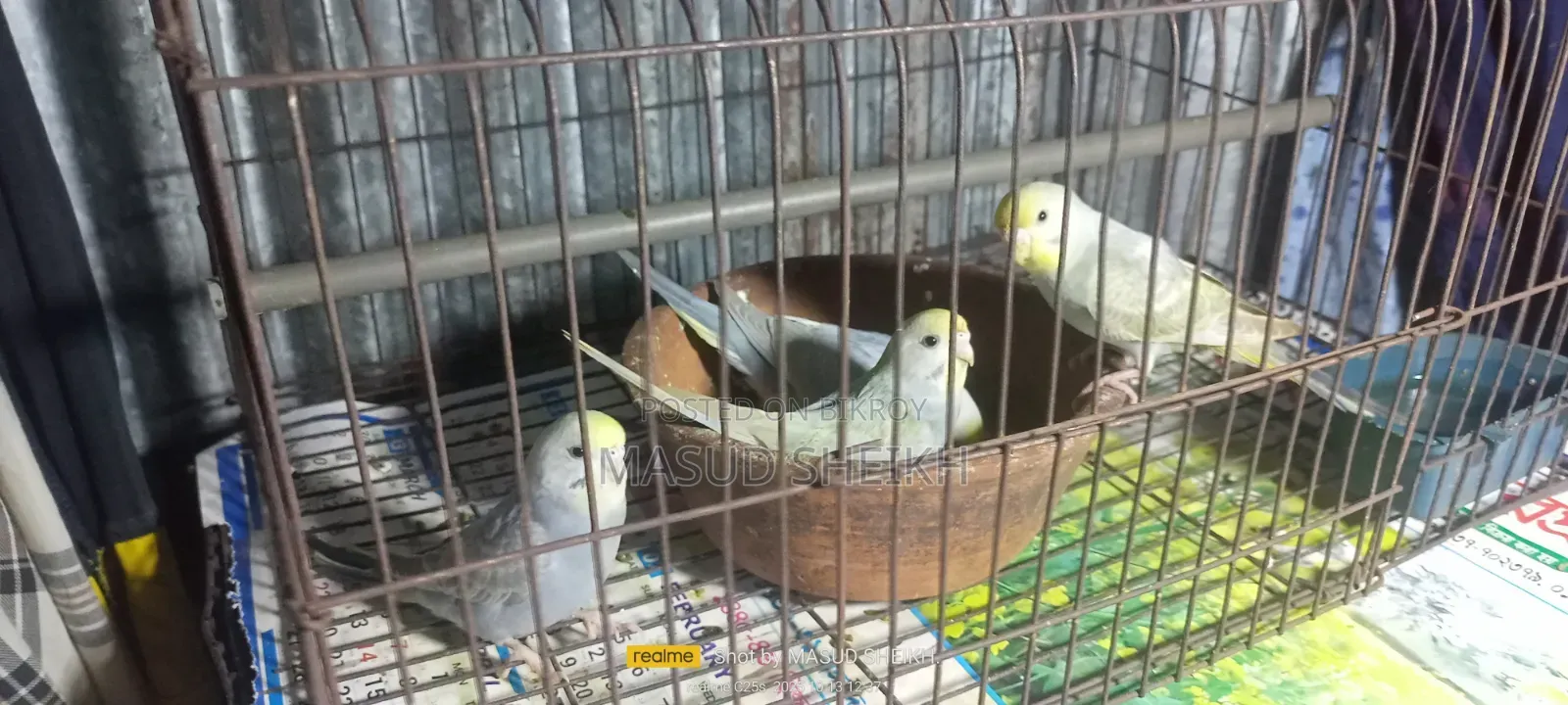 Rainbow Budgerigar