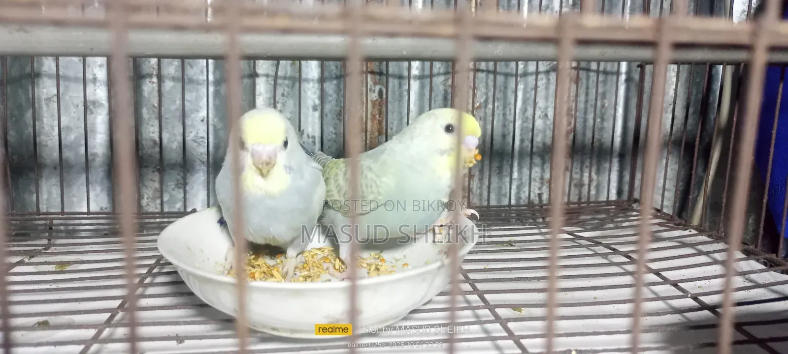 Rainbow Budgerigar