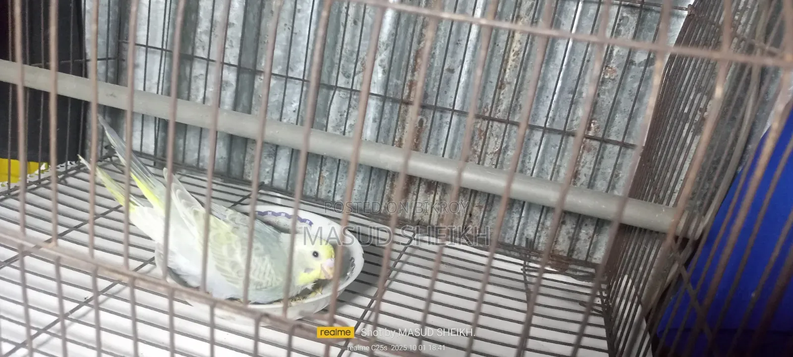 Rainbow Budgerigar