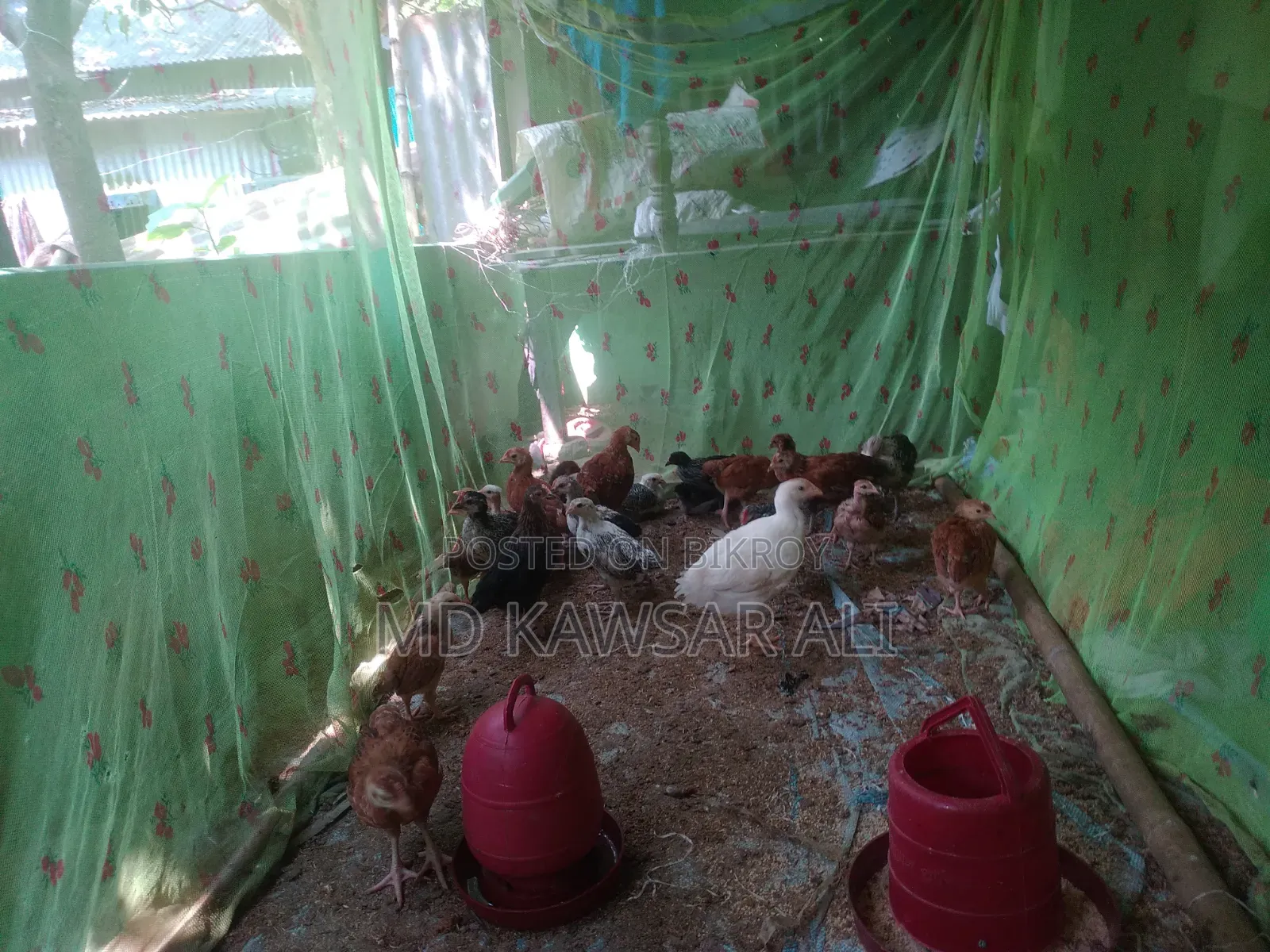Domestic Chicken