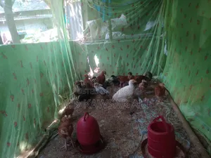 Domestic Chicken
