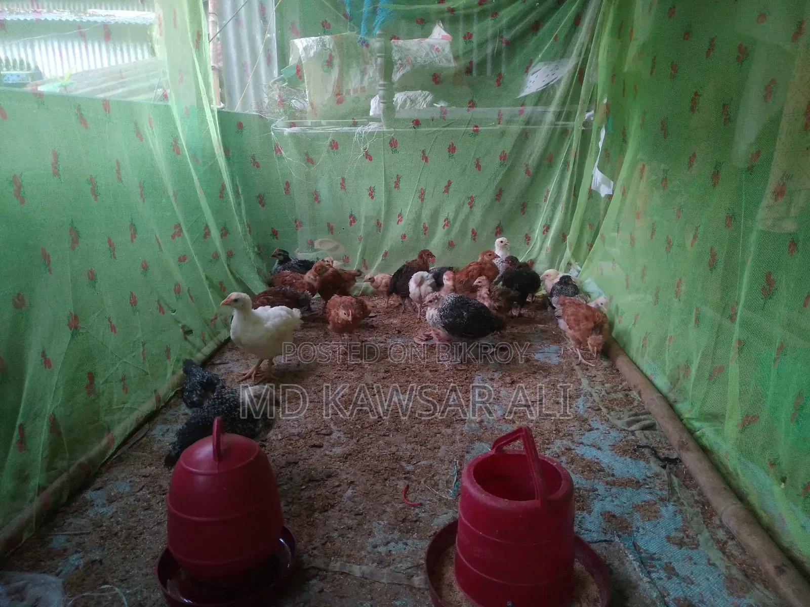 Domestic Chicken