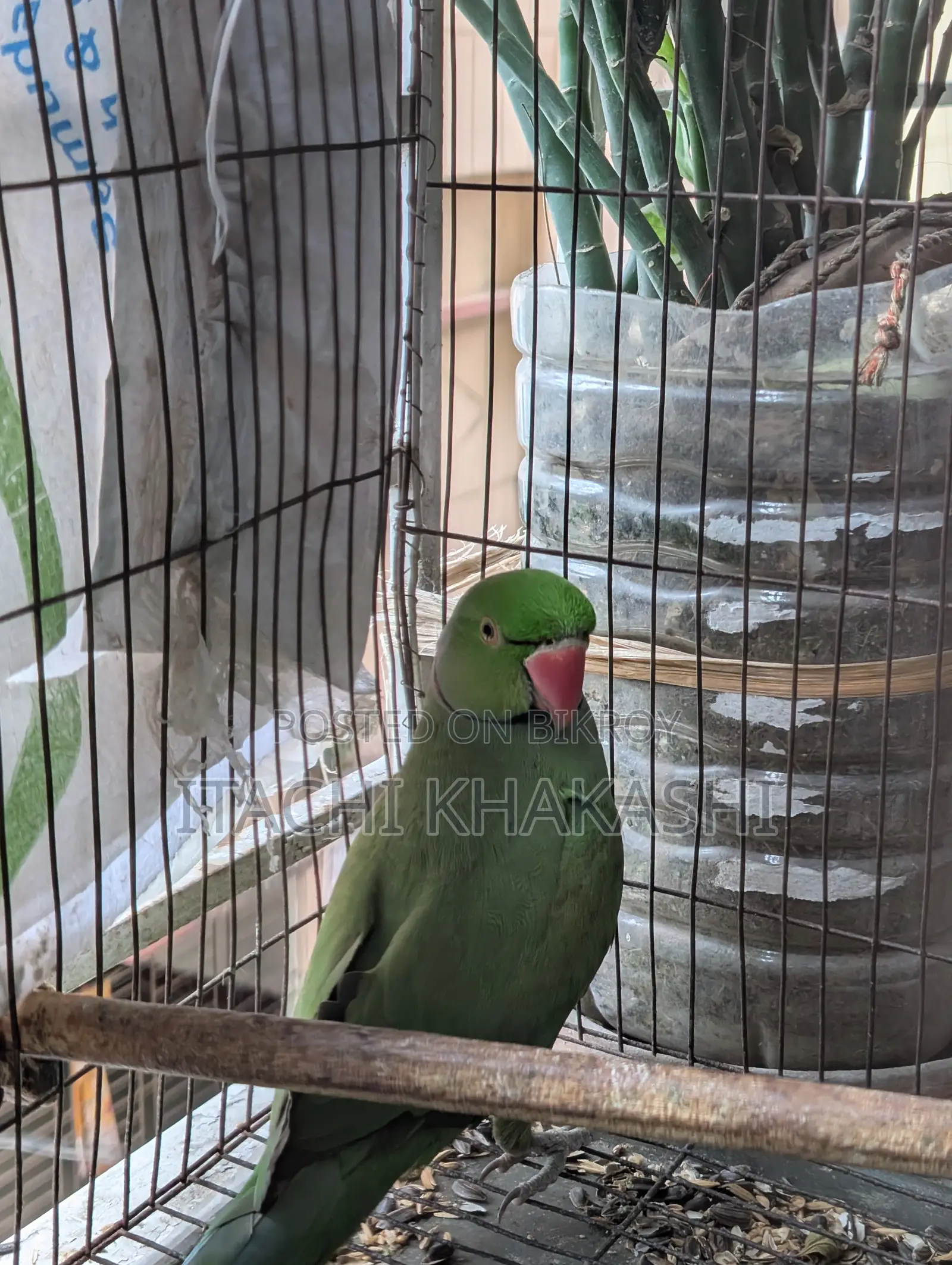 Ring Neck Parrot