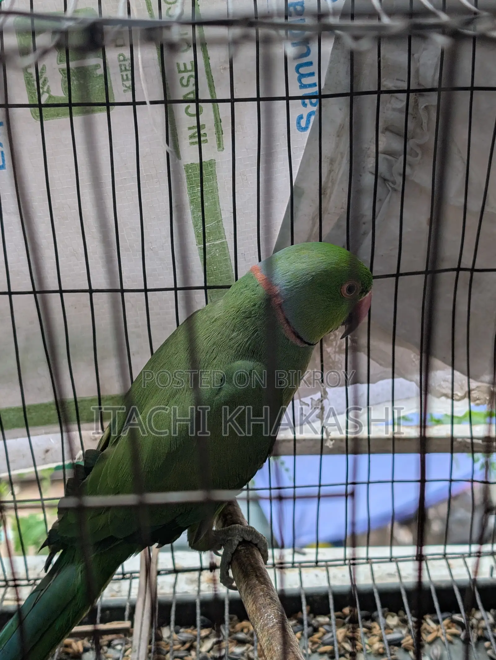 Ring Neck Parrot
