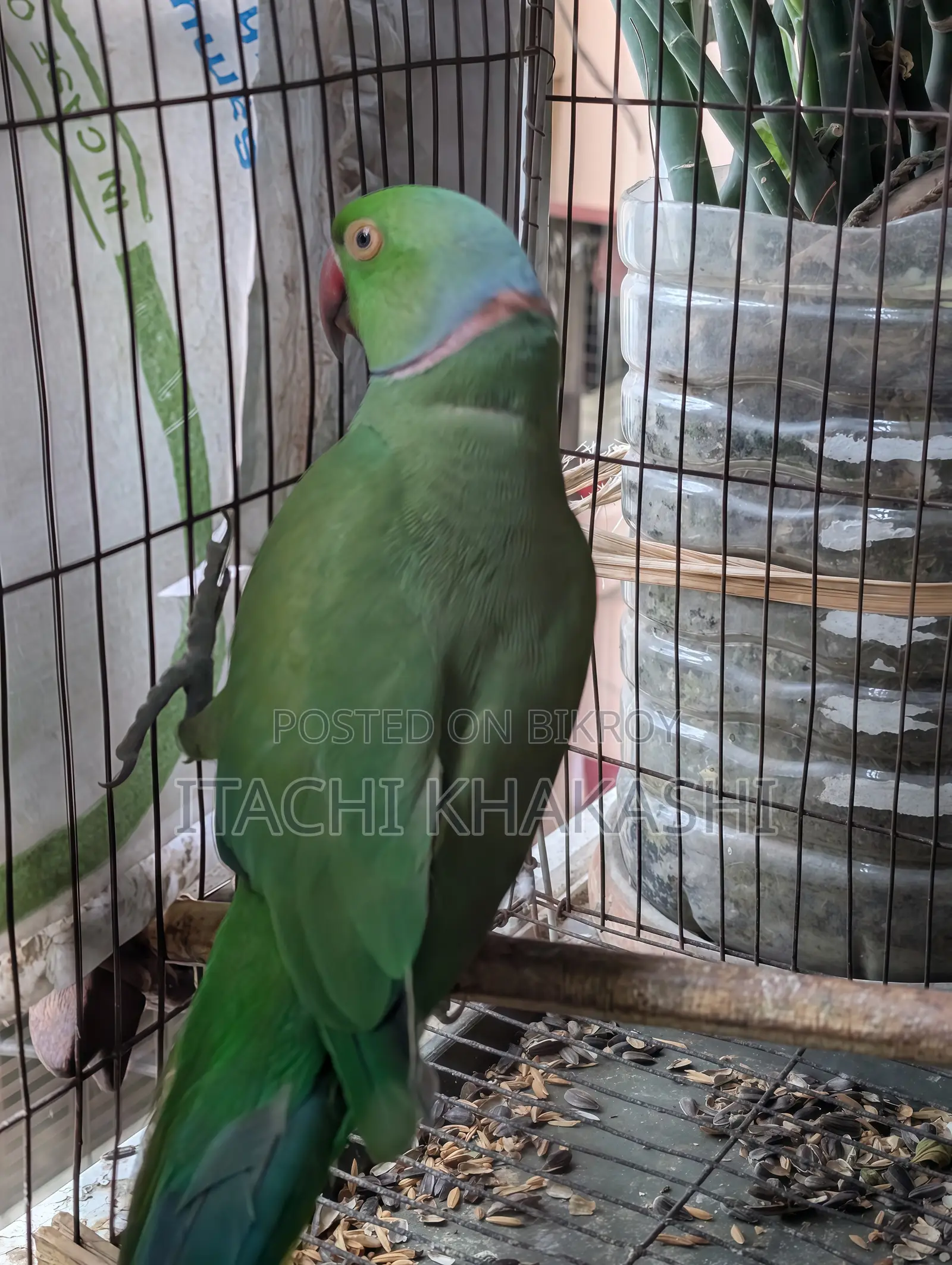 Ring Neck Parrot