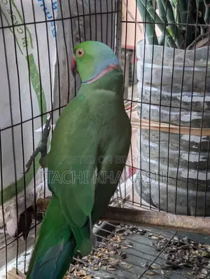 Ring Neck Parrot
