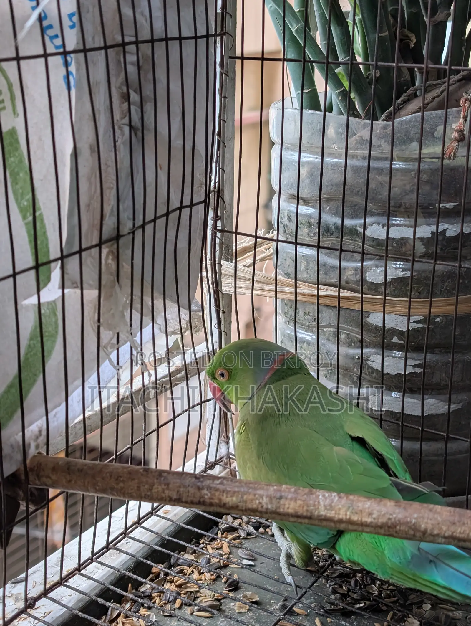 Ring Neck Parrot