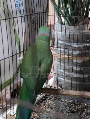 Ring Neck Parrot