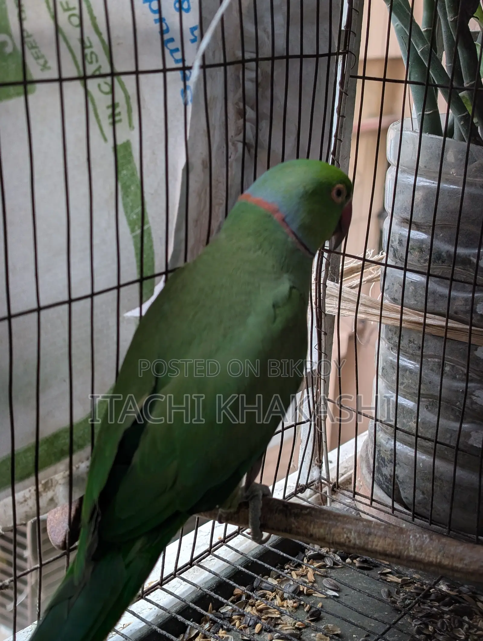 Ring Neck Parrot