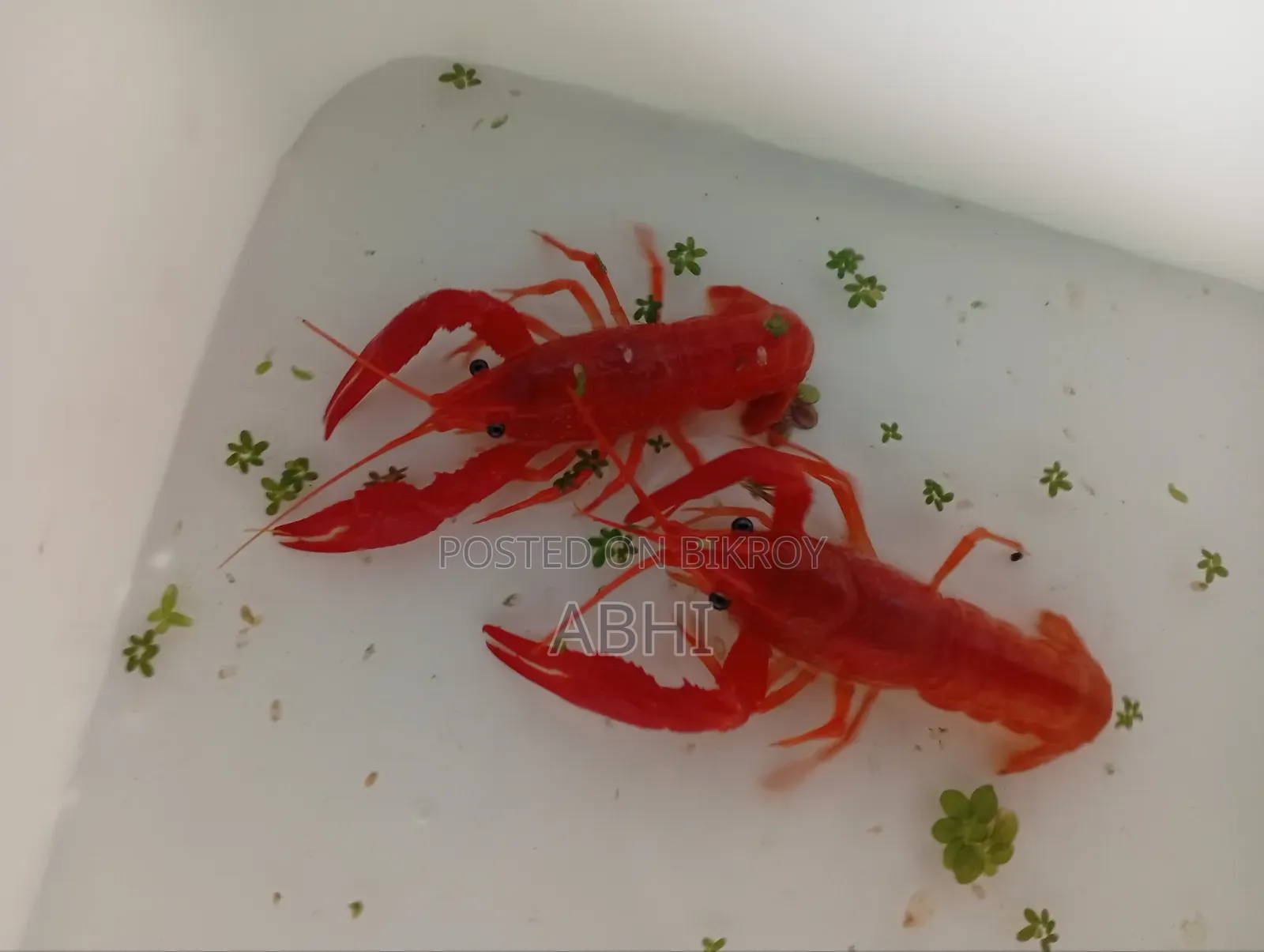 Lobster Fish