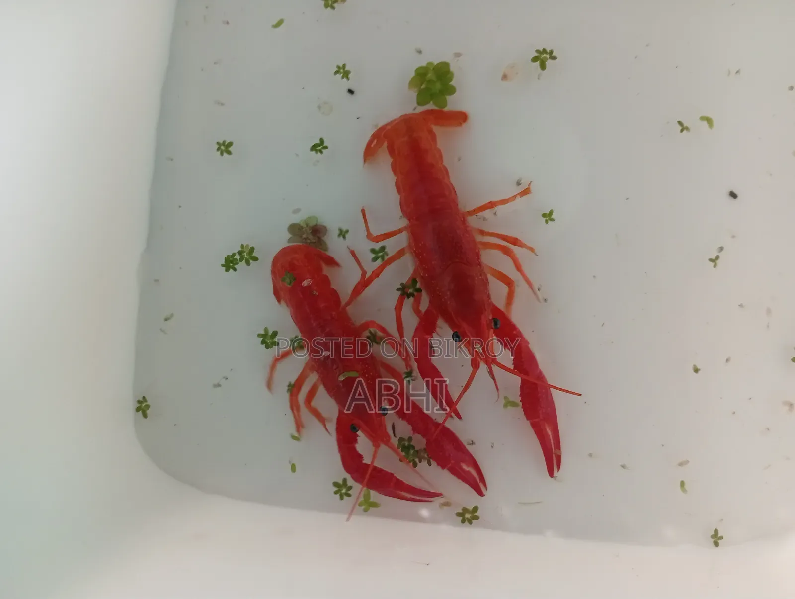 Lobster Fish