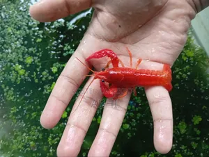 Lobster Fish