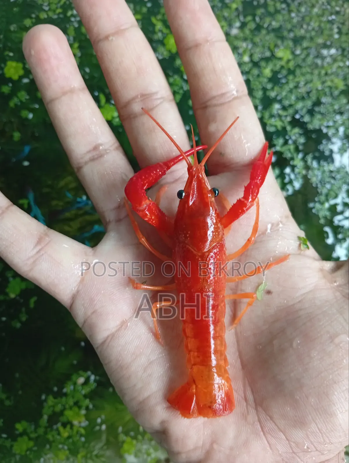 Lobster Fish