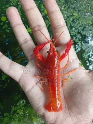 Lobster Fish