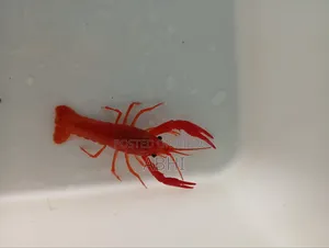 Lobster Fish
