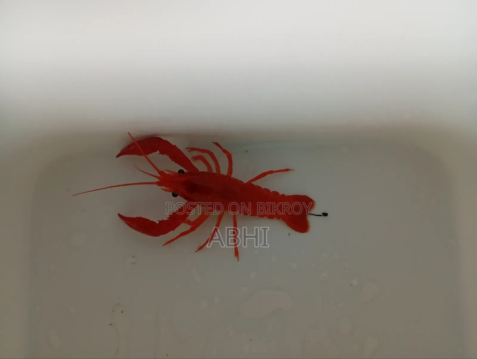 Lobster Fish